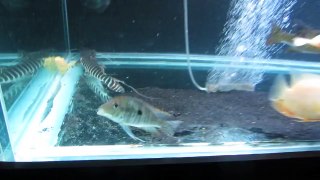 Aquario de jumbos (piranha vermelha)