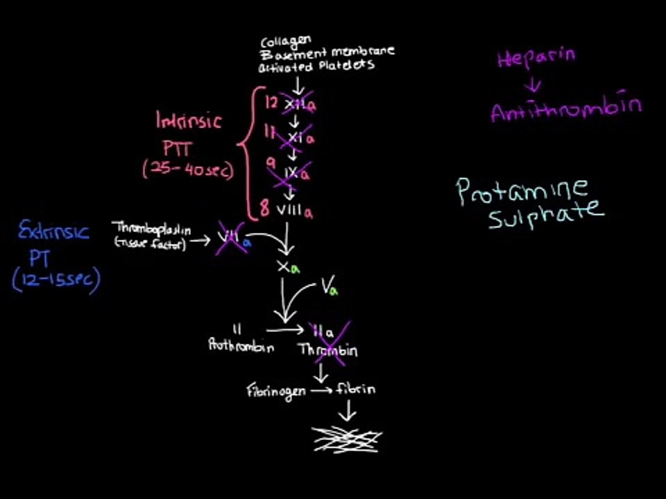 Pharmacology: Heparin