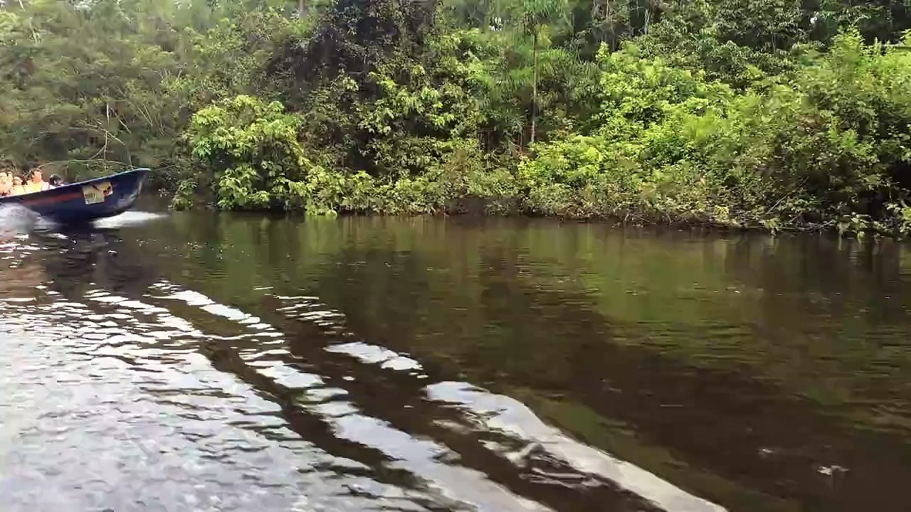 Ecuador's amazon Jungle