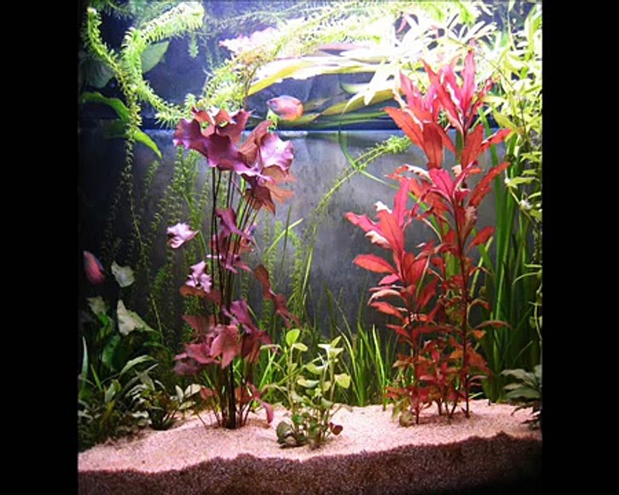 Manuel 's Acquari - Negozio di Strambino - PFish Ok! World Strambino.wmv