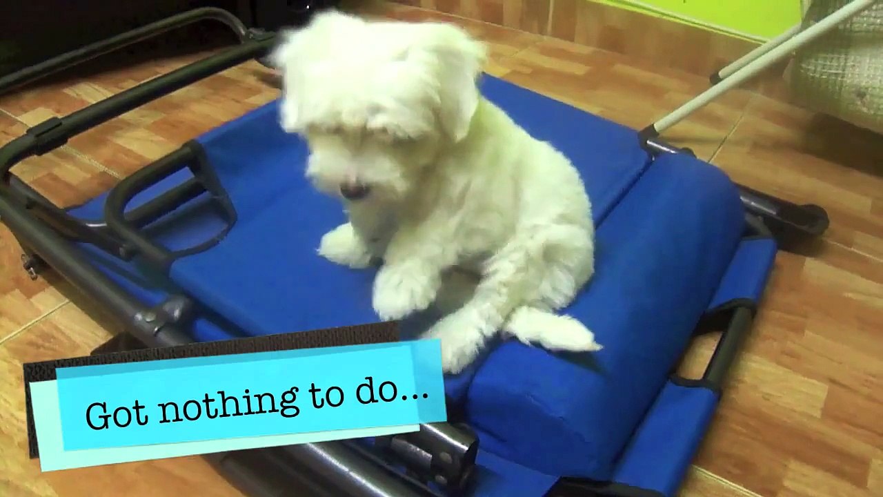 Cutest puppy in the world for Qukku's puppy competition