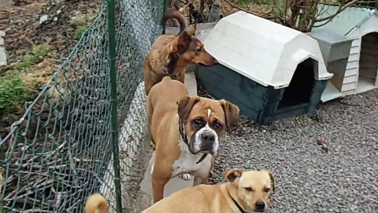 Yaky y Dora, con Duque, Terron, Rufo, Marcel y Luz. Todos recogidos en la isla de la Palma