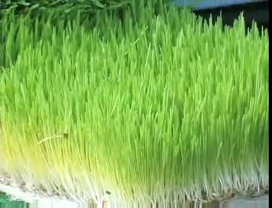 Fodder solutions : feed solutions for horses : Part 3