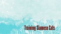 Training Siamese Cats