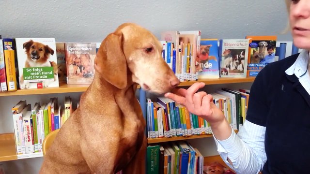 Wie putze ich meinem Hund die Zähne?