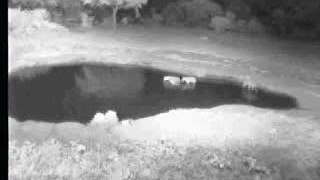 Pt1 Hyena playing at the hole again 2.8.07 2.22am