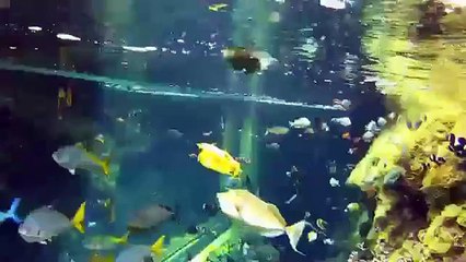 Le casse-croûte des poissons -  Fish feeding