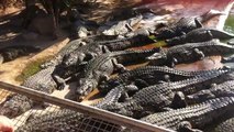 Krokodil-Fütterung auf der Krokodil-Farm im Djerba Explore Park