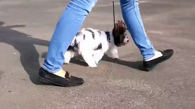 Мальчик бивер на продажу