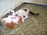 KITTENS FIGHTING! Part 1: Fight to the death!