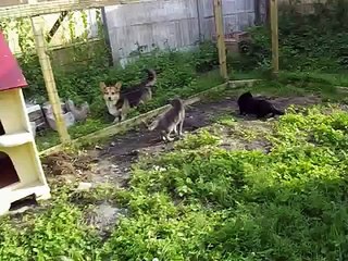 les minouch'kats découvrent l'enclos