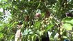 Le mini-kiwi, le nouveau fruit des étals de l'automne