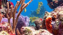 Coral Reefs 4