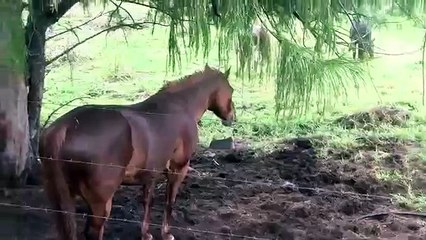 Horse pooping and peaing while eating!! ( SUPER FUNNY )