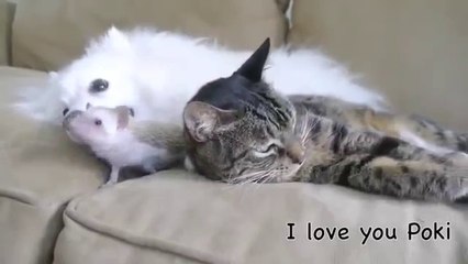 Кот, ежик и пёс. Удивительная семья!