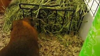 Guinea pigs: Sonic and Tails experiences carefresh bedding for the first time