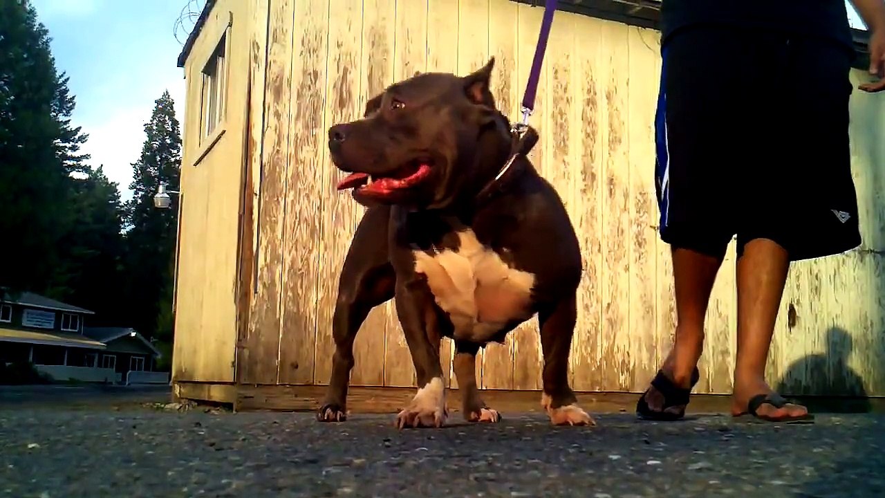 American Bully Biz Markie's Sister "Violet"