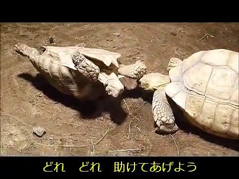 ひっくり返ったカメを助けようとするカメ（登別マリンパーク）