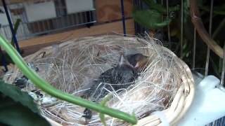 Stieglitz Major - Jungvögel - Carduelis major - chardonneret major