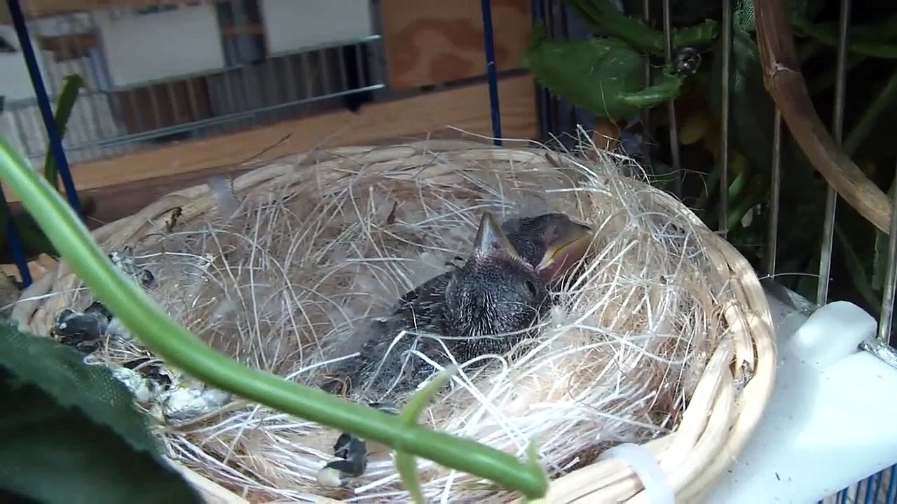 Stieglitz Major - Jungvögel - Carduelis major - chardonneret major
