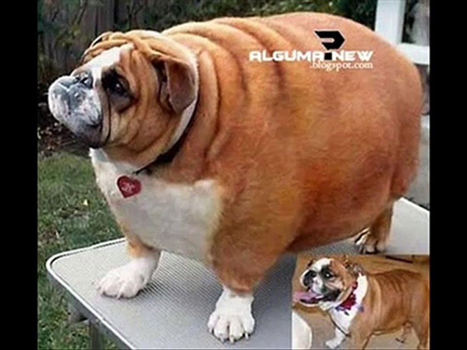 samarica parteira luiz gonzaga