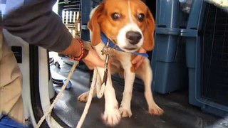 Beagles rescued from Barcelona testing lab, November 2011.wmv