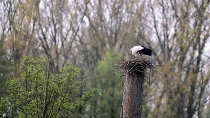 Störche bei der Paarung
