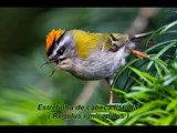 Aves em Portugal de D a I / Birds from D to I.avi