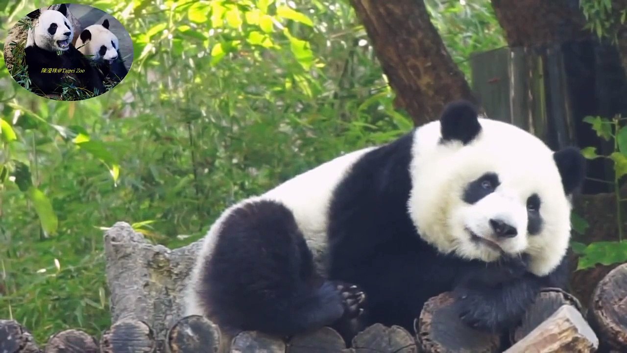 2015.01.23 圓仔準備下棲架