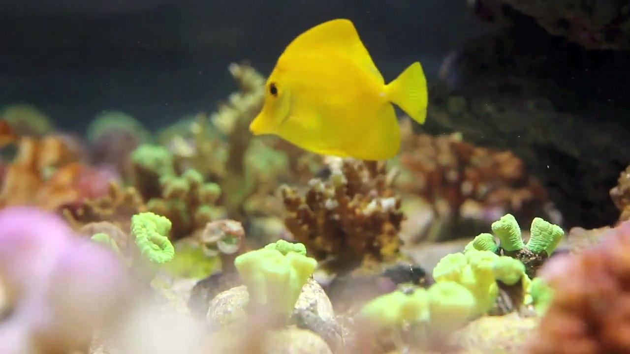 Kölle Zoo Weil am Rhein - Aquarien und Terrarien