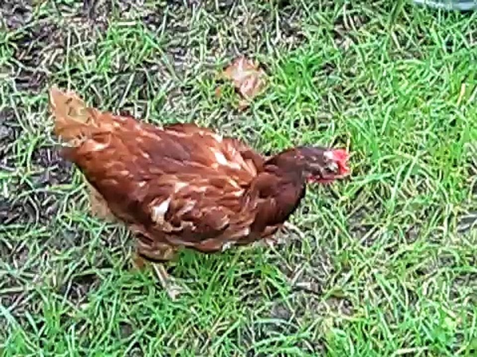 Molting Chicken Walks Backwards