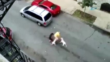 Pitbull dehşeti kamerada