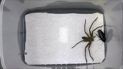 アシダカグモ vs. クロゴキブリ（第３ラウンド）