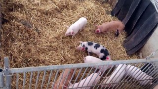 Bioschweine am Biohof Neumann - Abferkelstall
