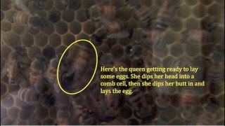 Queen bee laying eggs