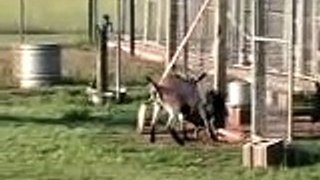 goat and rooster fight