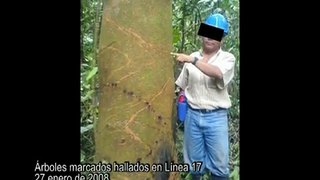 Testimonios sobre avistamiento de indígenas Cacataibo en aislamiento (Perú)