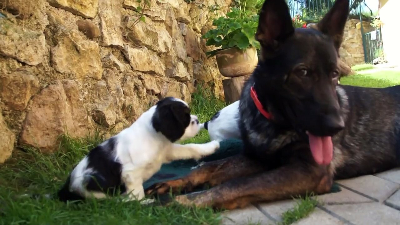 American cocker puppies from kennels SNEHULIENKA litter E part 4