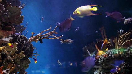 Coral Reefs 6