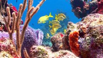 Coral Reefs 5
