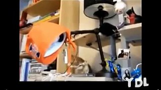 Compilation of Funny Animal