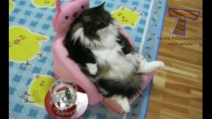 Funny reactions of animals, watching TV   Funny and cute animal compilation