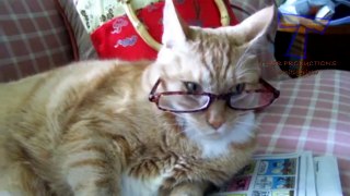Cats and dogs wearing glasses   Funny and cute animal compilation
