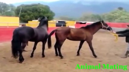Funny videos   Animal matting 2015   Funny fail videos 2015, Funny animal videos 2015 part1