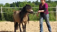 Shetty Polly - Spielen mit Pferden