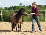 Shetty Polly - Spielen mit Pferden
