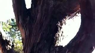 MAC CAT climbs another tree