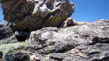 Marmot fun on Mt. Massive II