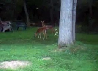 Doe & Fawns 6