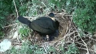 ウミウの巣 Japanese Cormorant